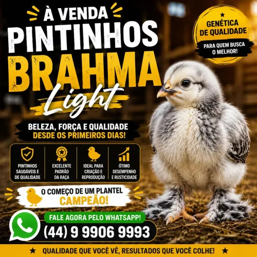 Pintinhos Brahma Light à venda! 