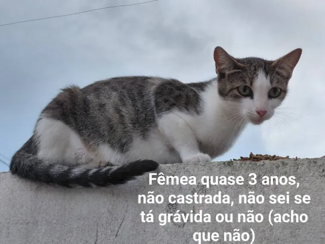 Doação de gatos - URGENTE