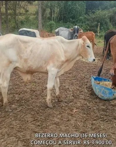 BEZERRO MACHO 16 MESES