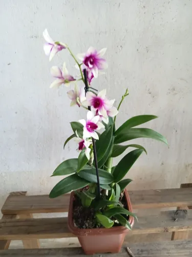 Orquídeas e flores