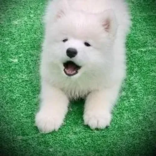 Samoyeda,Samoyeda Filhote Selecionado Alta Procedência