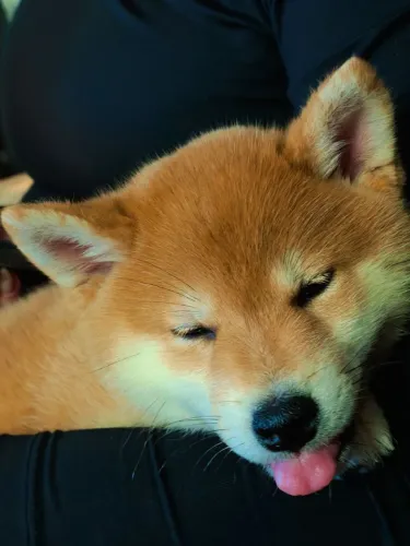 Filhote Shiba Inu