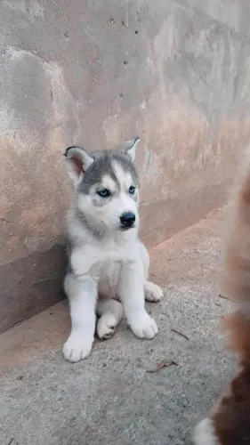 Filhote husky siberiano, Um novo amiguinho pronto para fazer parte da sua vida!