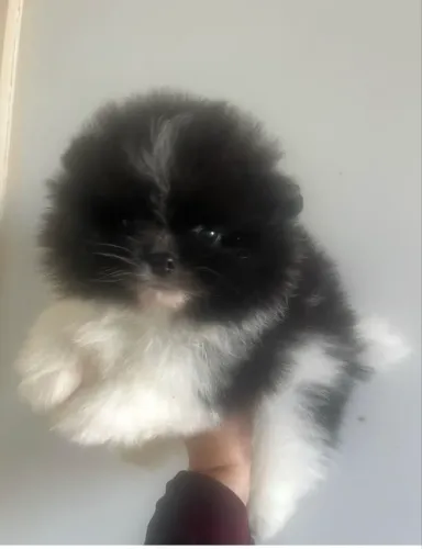 Spitz  alemao macho ursinho anao