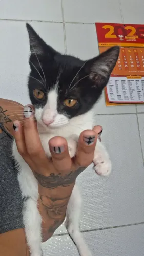 Doação de gatinho
