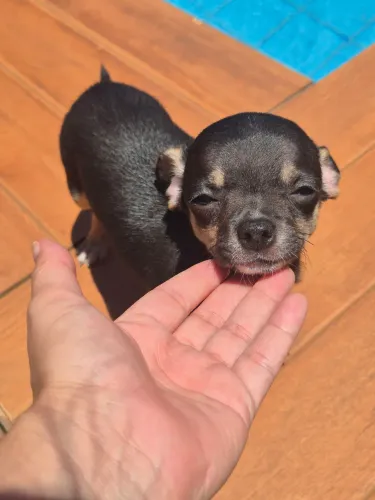 Chihuahua machinho