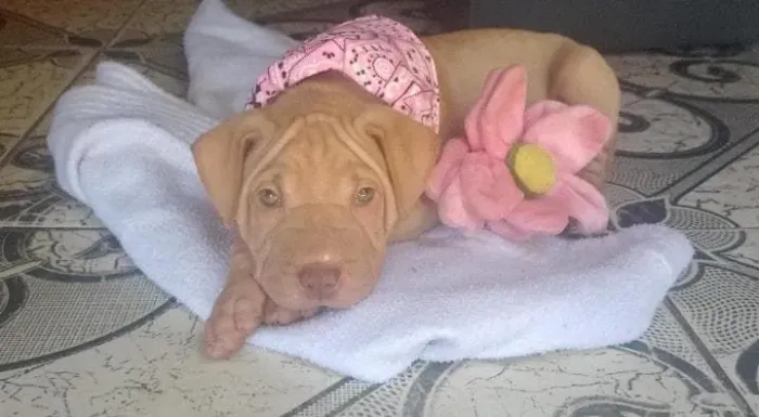 Venda de cachorro