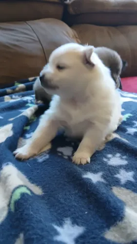 Lulu da pomerania bebês disponível