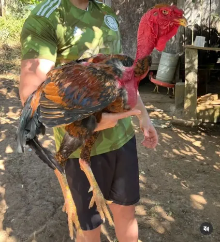 Galo polaco gigante