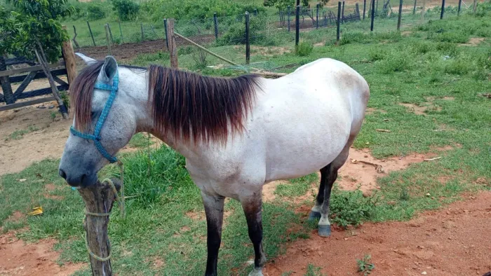 2 Cavalo macha picada 