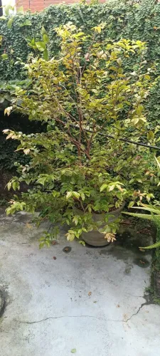 Pé de jabuticaba