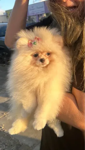 Lulu da Pomerania fêmea creme