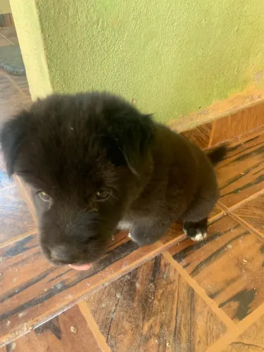 Vendo husk siberiano por 500 reais