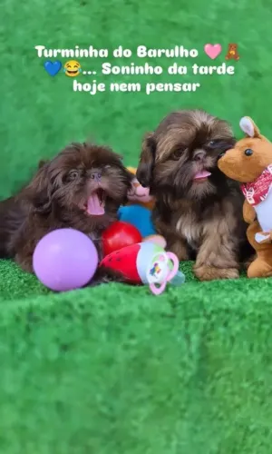 Shih-tzu Cuiabá