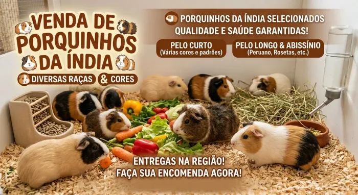 Porquinho da Índia 