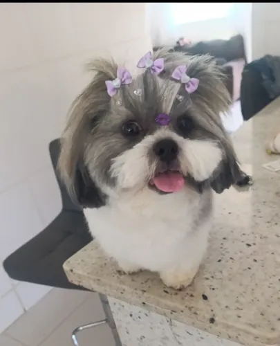 Filhotes de Shih Tzu a venda( Shitzu)