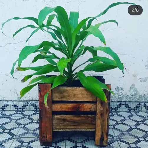 Jarros de pallet com planta