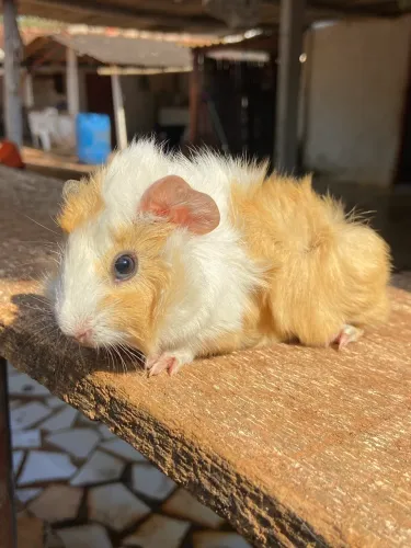 Porquinho da india