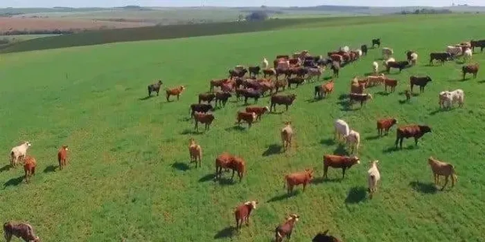 Palmeira, Fazenda à 46km Park Barigui, 100 alqueires, 242 hectares, ou 2.420.000m², dupla 