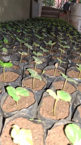 ? MUDAS DE CAFÉ CATUAÍ À VENDA ?