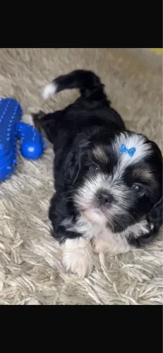 Shih-tzu com vermifugacao em dia 
