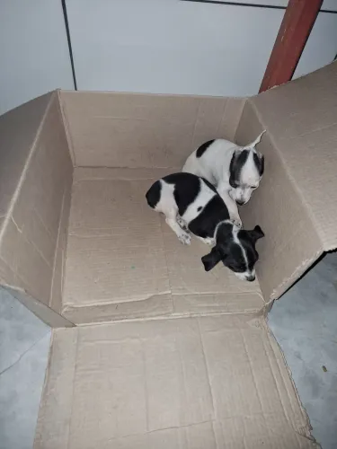 Filhotes de Pinscher zero com um disponíveis.