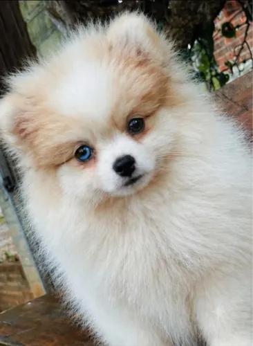Fêmea LULU SPITZ OLHO AZUL