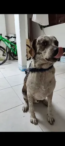 Doação macho 1 ano e 8 meses