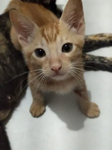 Doação de gato 