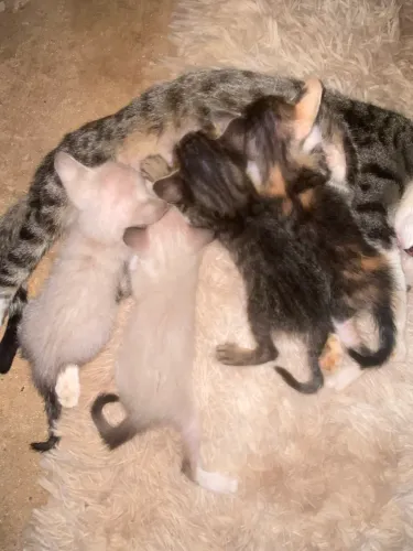 Filhote de gatinho