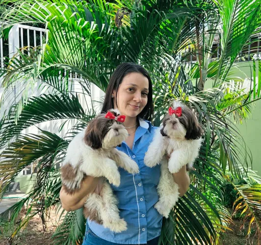Femea de shih tzu Rondonópolis 