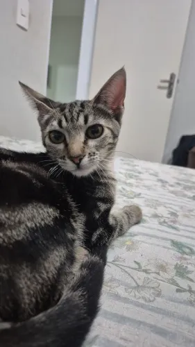 Gata filhote (5 meses)