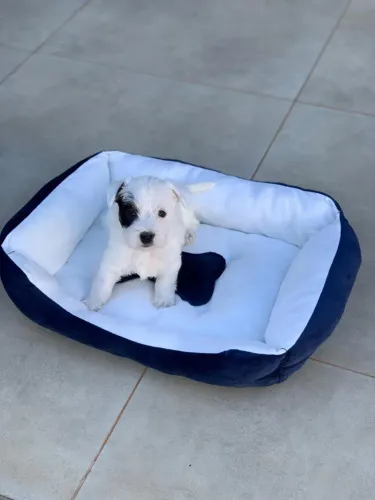 Kit macho premium: Cama Oxford e comedouro duplo 