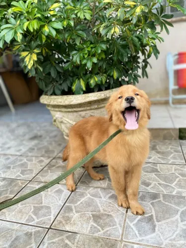 Golden Retriever filhote