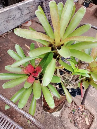 Lote com 82 orquídeas e bromélias