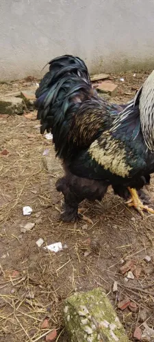 Galo Brahma