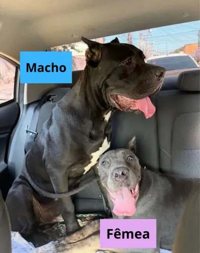 Filhotes de Cane Corso Italiano | Pais com Pedigree | Niterói/RJ