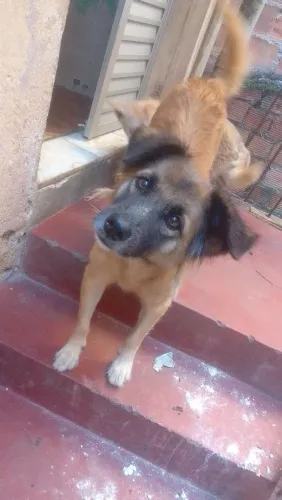 Doando essa cachorra fêmea