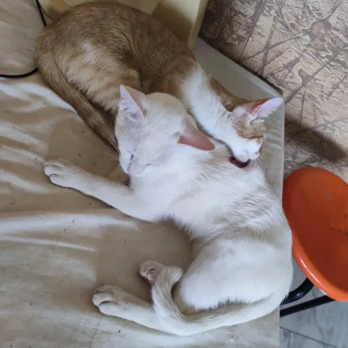 Doação de gatinhos