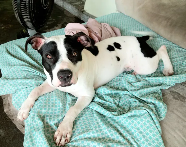 PITBULL FÊMEA DE 11 MESES