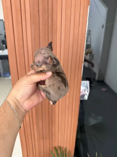 Pinscher macho micro zero
