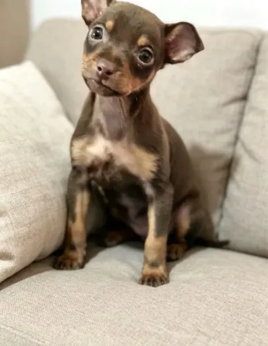 Mini filhotes de Pinscher 