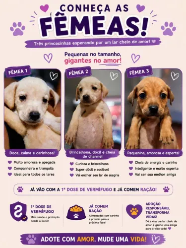 Fêmeas para adoção responsável 