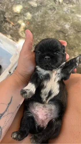 Shitzu fêmea e macho 