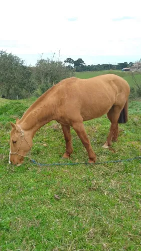 Égua Crioula