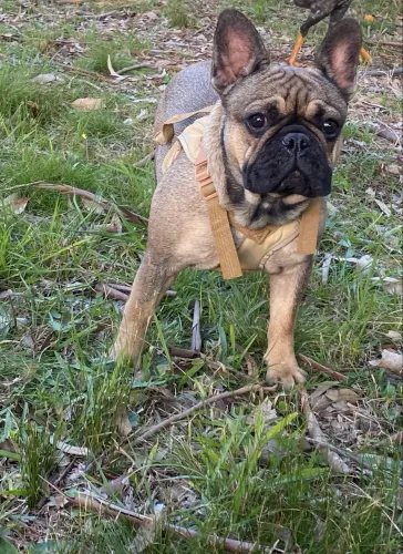 Buldogue francês FÊMEA troca porte mais pequeno que tem