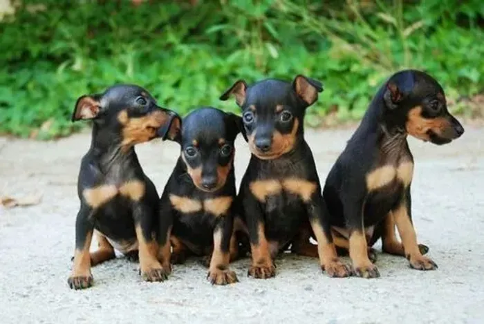Bebezinho Pinscher/Pincher com saúde e procedência garantida dócil sp