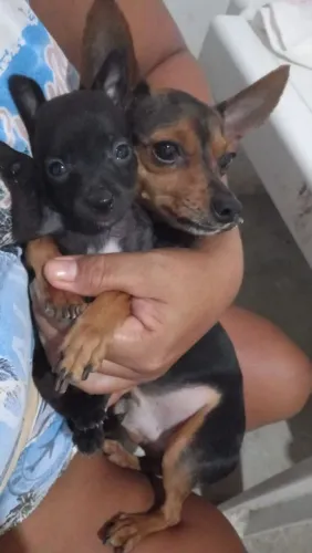 Vendo pinscher macho 01 vai fazer dois meses de vida