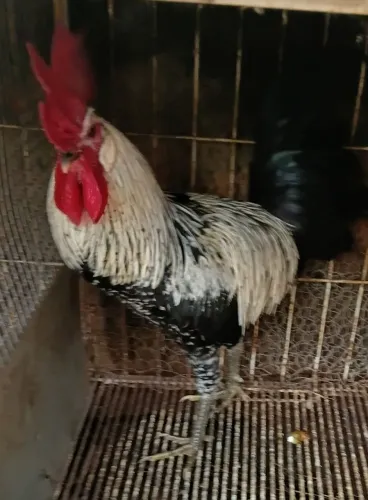 Galo musico turco