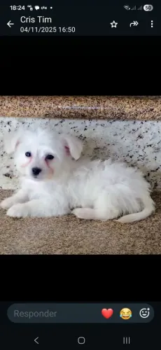 Maltês macho